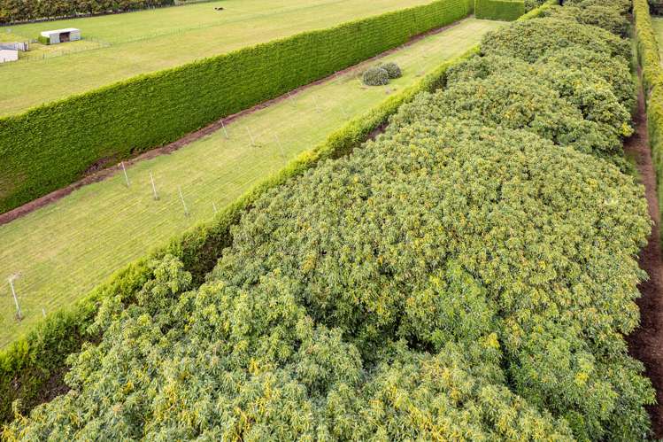 92 Riverbank Road Okoia_12