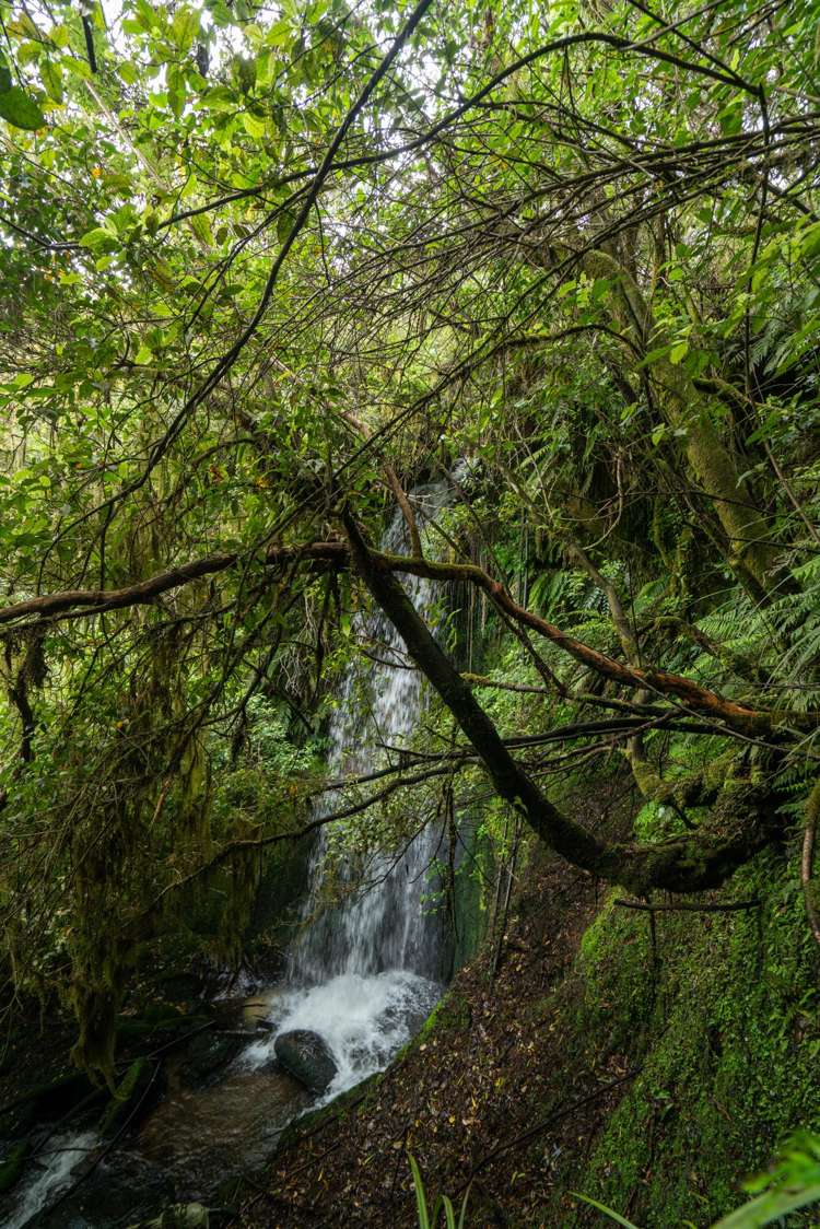 2603 State Highway 41 Kuratau_21