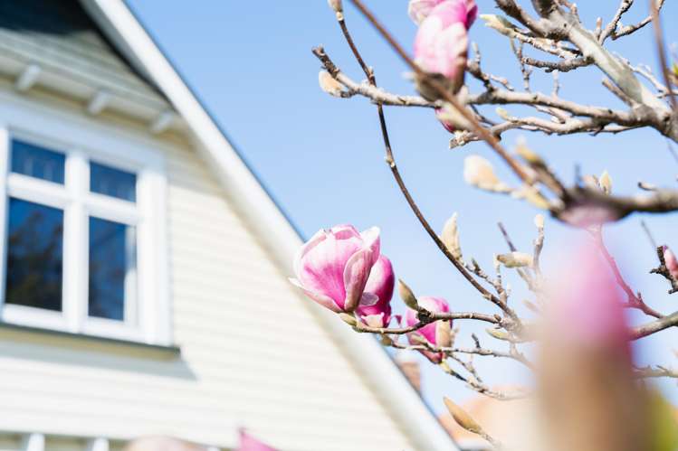 620 Highgate Maori Hill_37