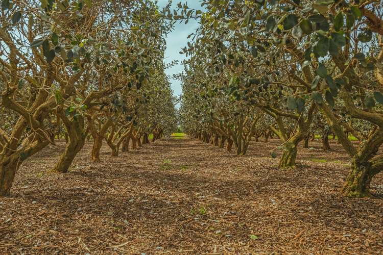 961 Lockwood Road Kairanga_22