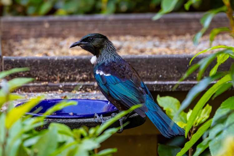 526 Moetapu Bay Moetapu Bay_21