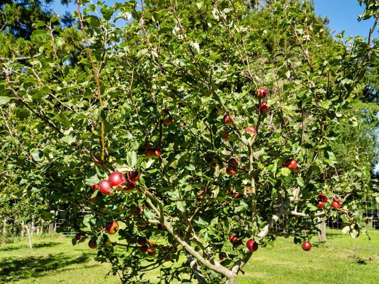 424A Hot Springs Road Katikati_40