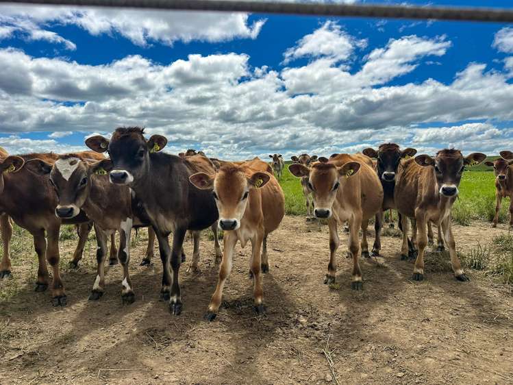 160 Blackwater Road Ermedale_8