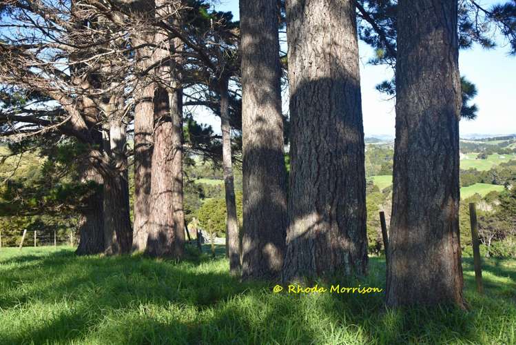 330 Franklin Road Paparoa_50