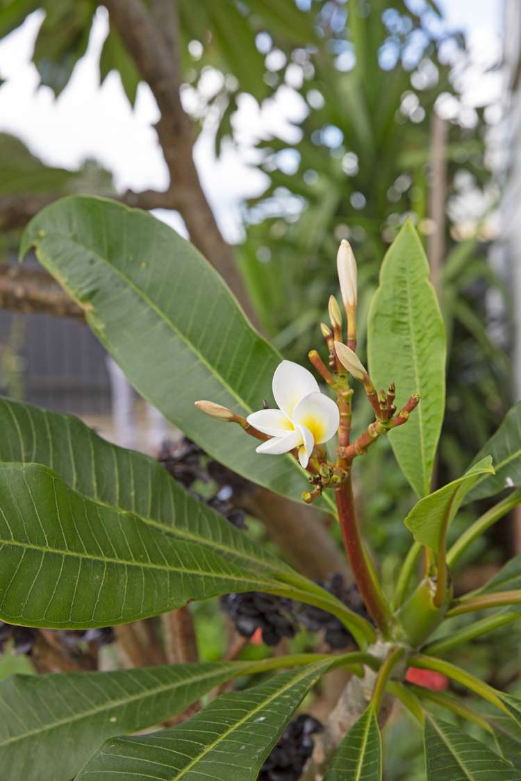 4 Wenlock Place Manurewa_14