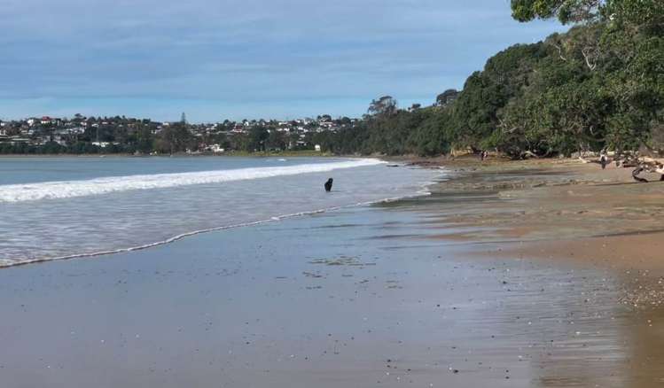 170 Vipond Road Stanmore Bay_21