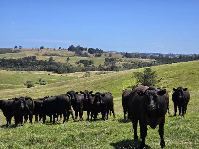 205 Tinopai Road Matakohe_3