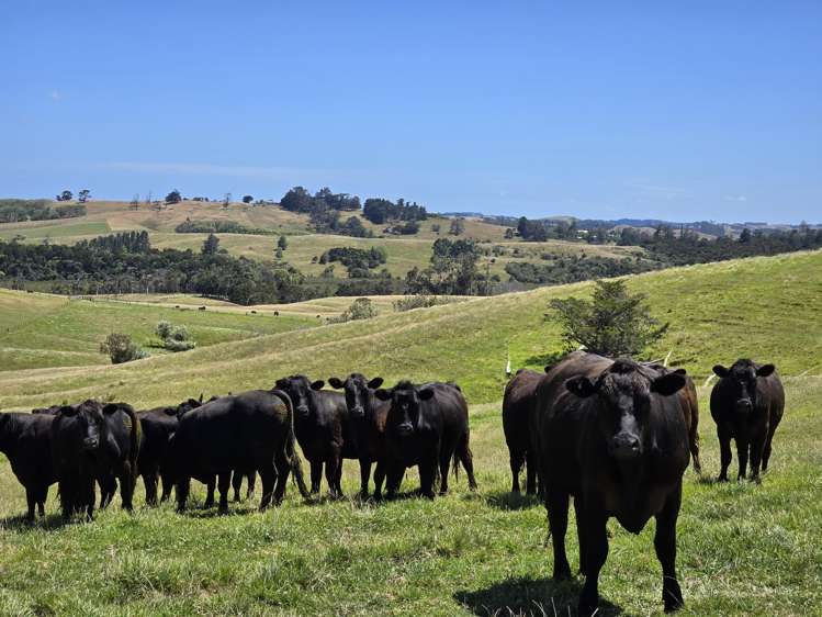 205 Tinopai Road Matakohe_3