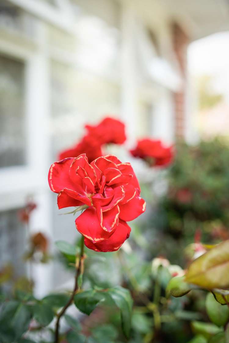 10 Haslett Place Upper Riccarton_23