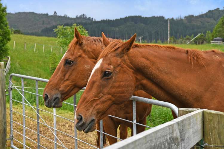 1021 Whitemans Valley Road Blue Mountains_28