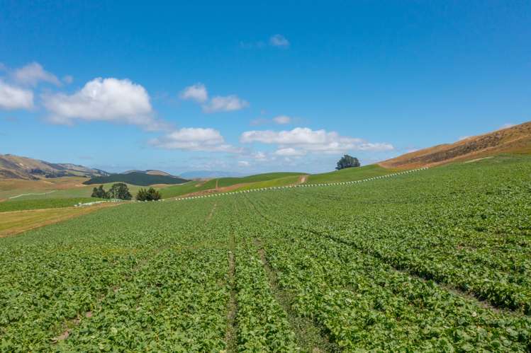 324 Reeces Road Waipara_9