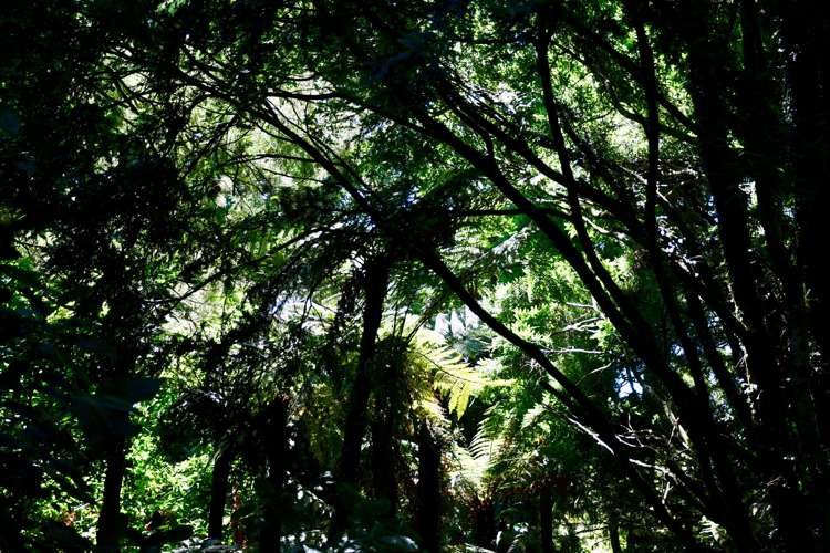 21 Horncastle Crescent Kahurangi National Park_9