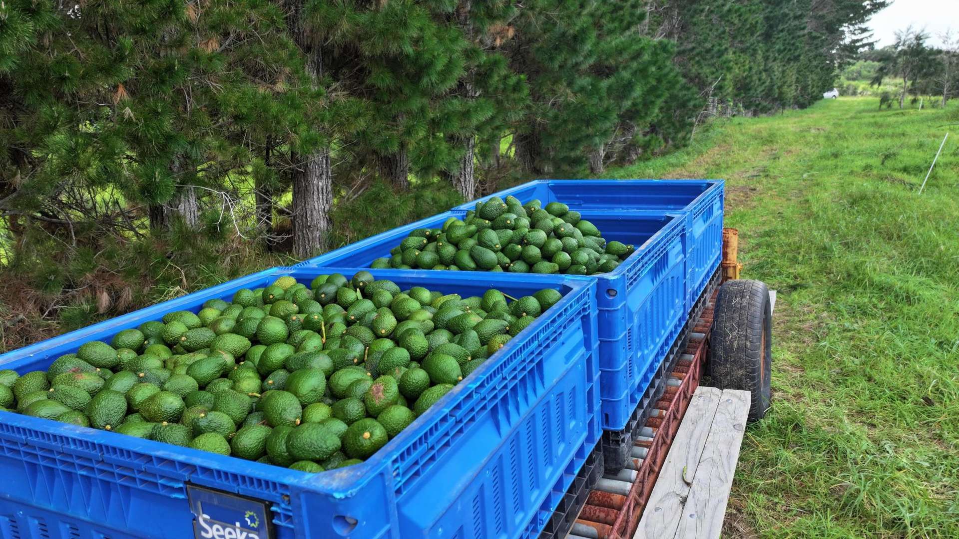 373 Kimberley Road Ngataki_0