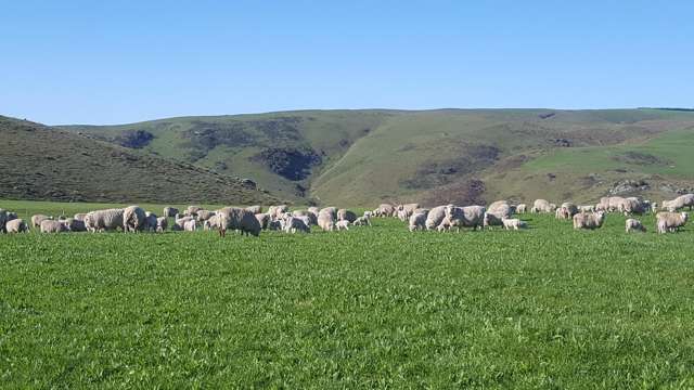 659 Ritchie Road Dunback_3