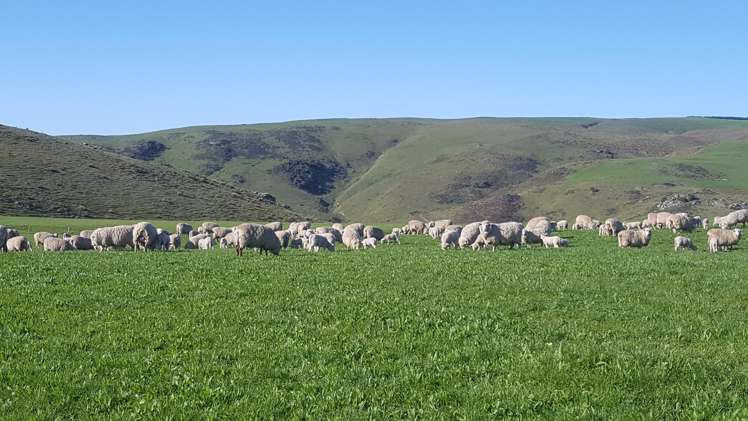 659 Ritchie Road Dunback_3