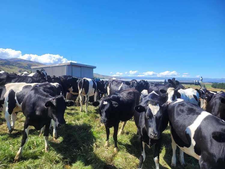 Wallington Road Omakau_10