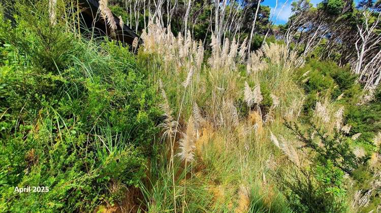 165 Bon Accord Harbour Kawau Island_27
