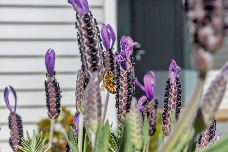 56 Huntington Park Drive Greenhithe_25