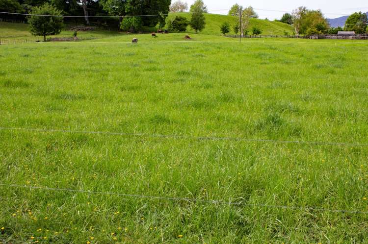 Taihoa North Road Matamata_7