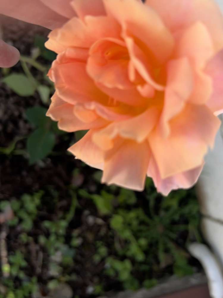 1/3 Brown Street Hauraki_10