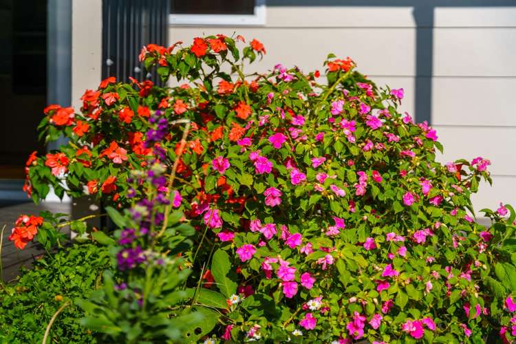 73 Rodney Street Wellsford_8