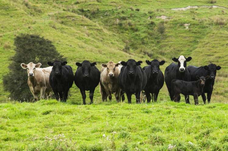 232 Kotare Road Ruakituri_23