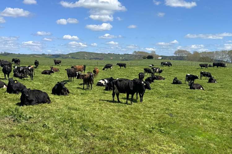 204 Mangatutu Road RD2 Maihiihi_18