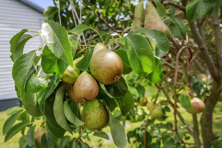 12a Mchardie Street Trentham_12