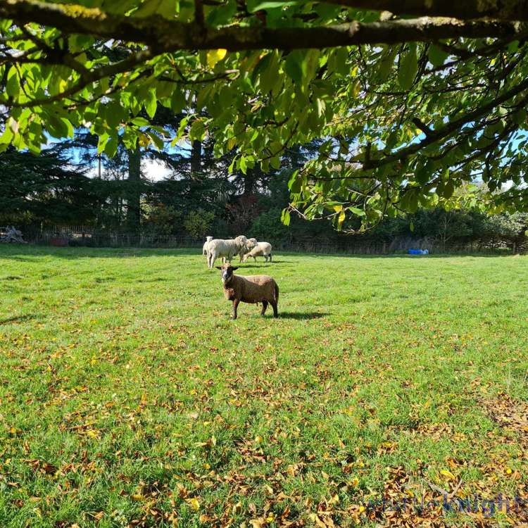 721 Mclaughlins Road Darfield_14