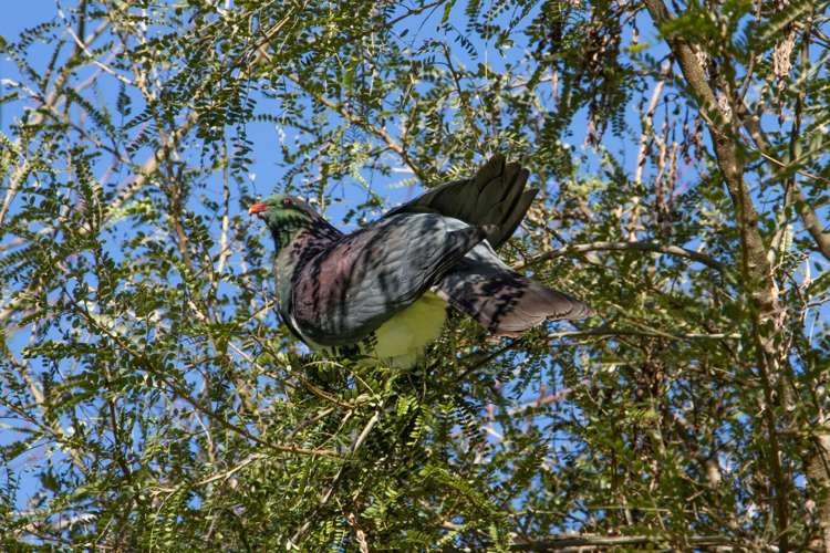 263 Hot Springs Road Katikati_15