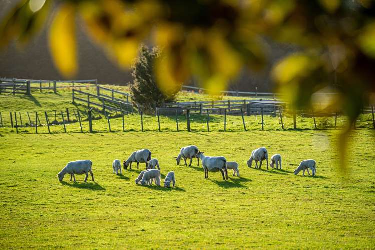 361 Waitoki Road Waitoki_5