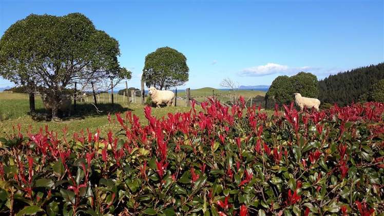 229 Sandford Road Ruakaka_15