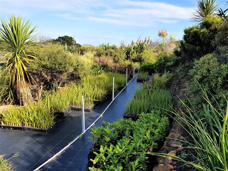 1246 Babylon Coast Road Dargaville Surrounds_5