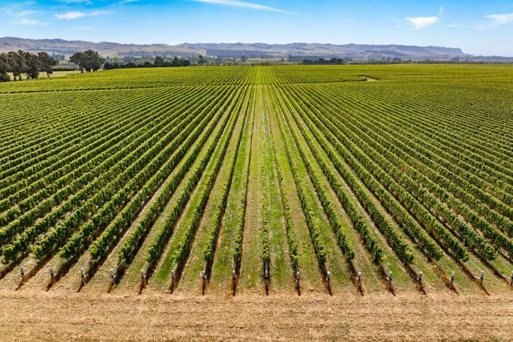 1 Wairau Plains Renwick_13