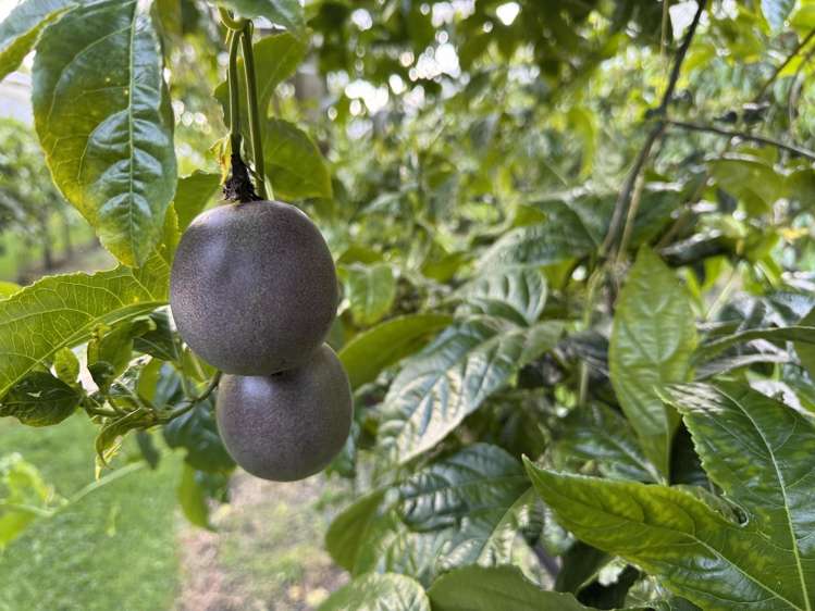 241 Rea Road Katikati_19