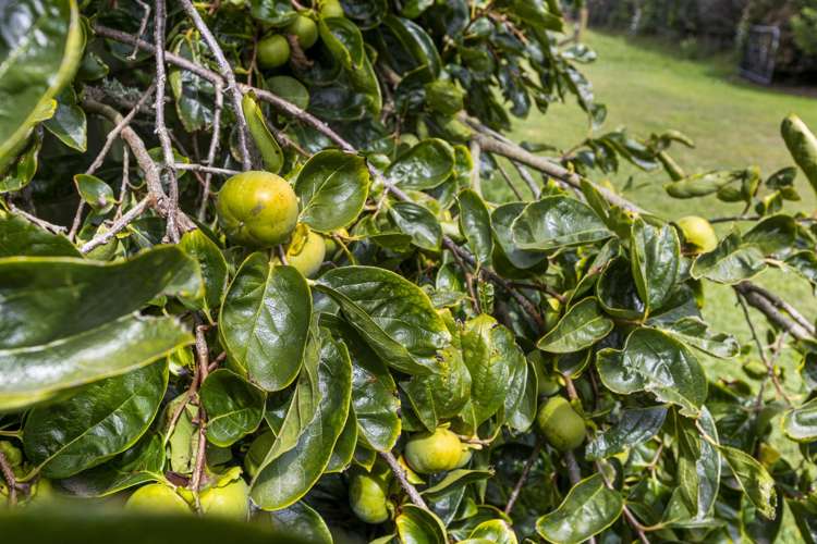 67 Brown Road Waitara_20