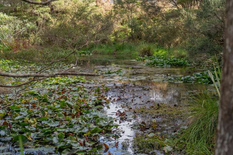 425n Boat Harbour Road Whenuakite_37