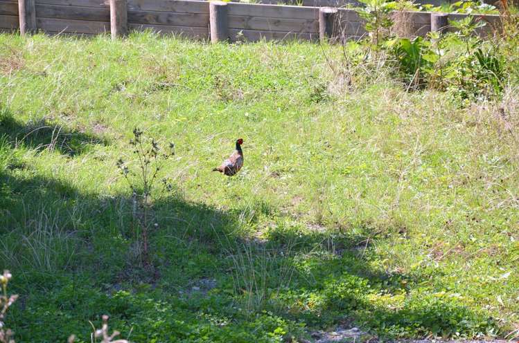 16a Belvedere Street Epsom_5