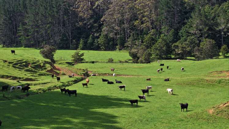 140 Kenana Road Mangonui Surrounds_9