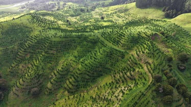 Waimatenui Road Waimatenui_9