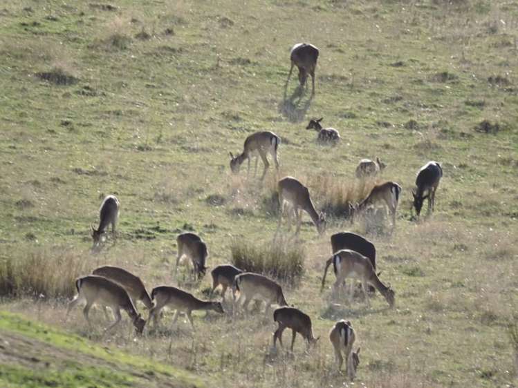 1304 Tokomaru East Road Brunswick_12