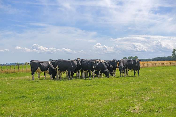 2054 Kimbolton Road Kiwitea_15