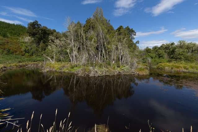 Waiwhero Road Ngatimoti_1