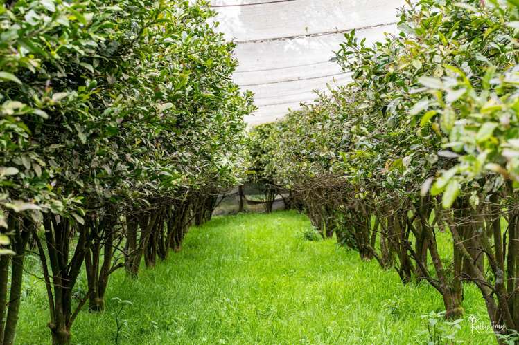 70 Rototuna Rd Pouto_41