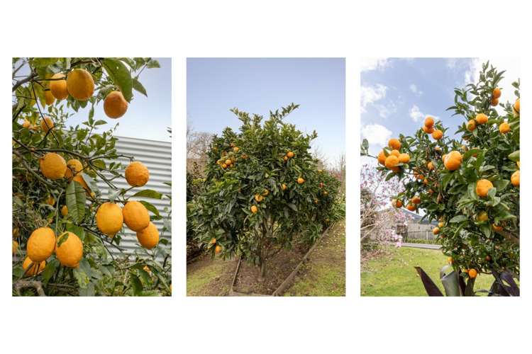 5 Olive Close Omokoroa_21