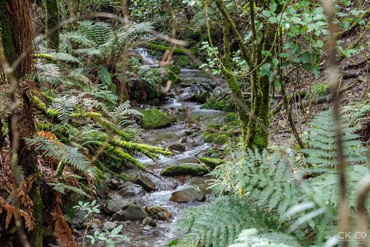 Zero Akatarawa Road Brown Owl_8