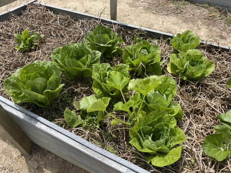 852 Oneriri Road Kaiwaka_22