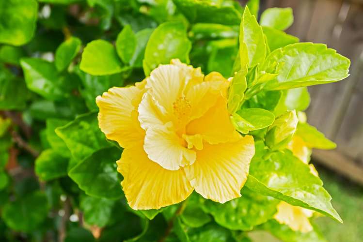 3/5 Brighton Road Kensington_17