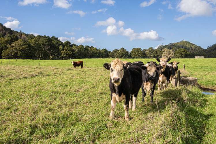 733 Marua Road Hikurangi_25