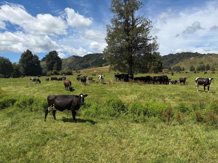 168 Matiere Road Aria_13